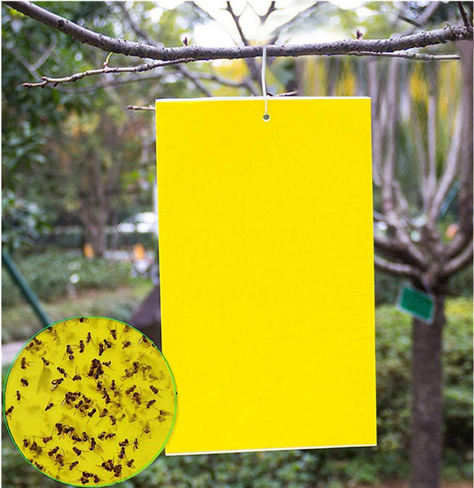 20 Count Dual Yellow Sticky Traps 8 X 6 Inch Set for Flying Plant Insect Like Fungus Gnats, Aphids, Whiteflies, Leafminers Inclu