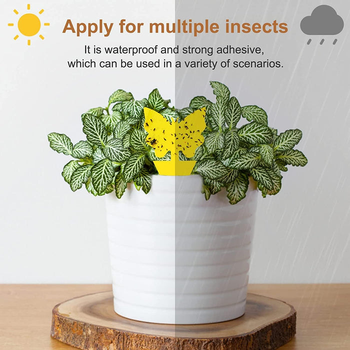 Stingmon 36 Pack Fruit Fly Trap for Indoors, Fungus Gnat Killer Indoor Sticky Traps for Mosquito and Flying Insects, Bug Pest