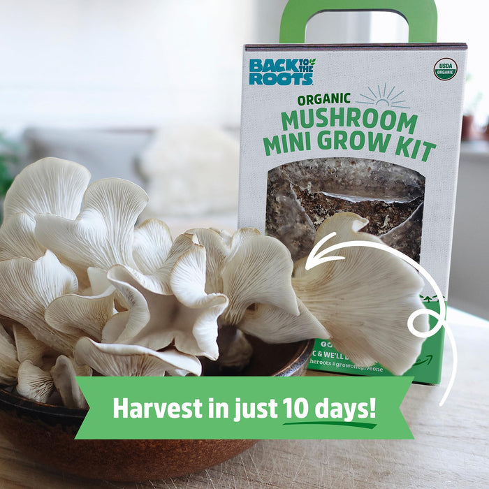 Back to the Roots Organic Mini Mushroom Grow Kit, Harvest Gourmet Oyster Mushrooms In 10 days, Top Gardening , Holiday