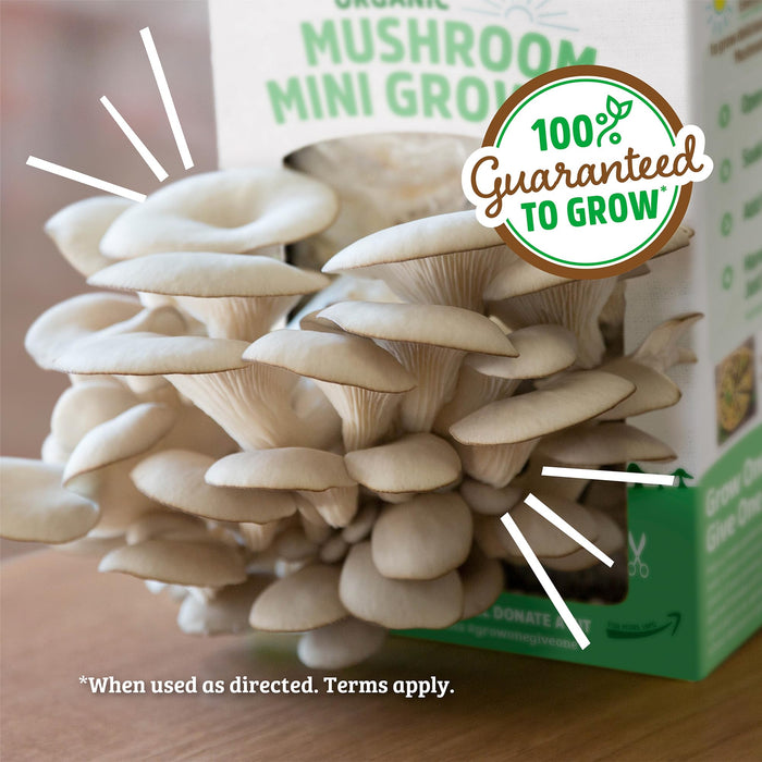 Back to the Roots Organic Mini Mushroom Grow Kit, Harvest Gourmet Oyster Mushrooms In 10 days, Top Gardening , Holiday