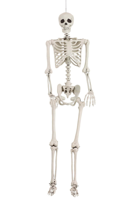 Life-Size Poseable Skeleton, 5ft