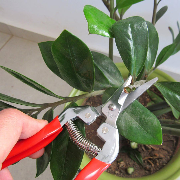 TABOR TOOLS Pruning Shears, Florist Scissors, Multi-Tasking Garden Snips for Arranging Flowers, Trimming Plants and Harvesting Herbs, Fruits or Vegetables. K17A. (Straight, Stainless Steel Blades)