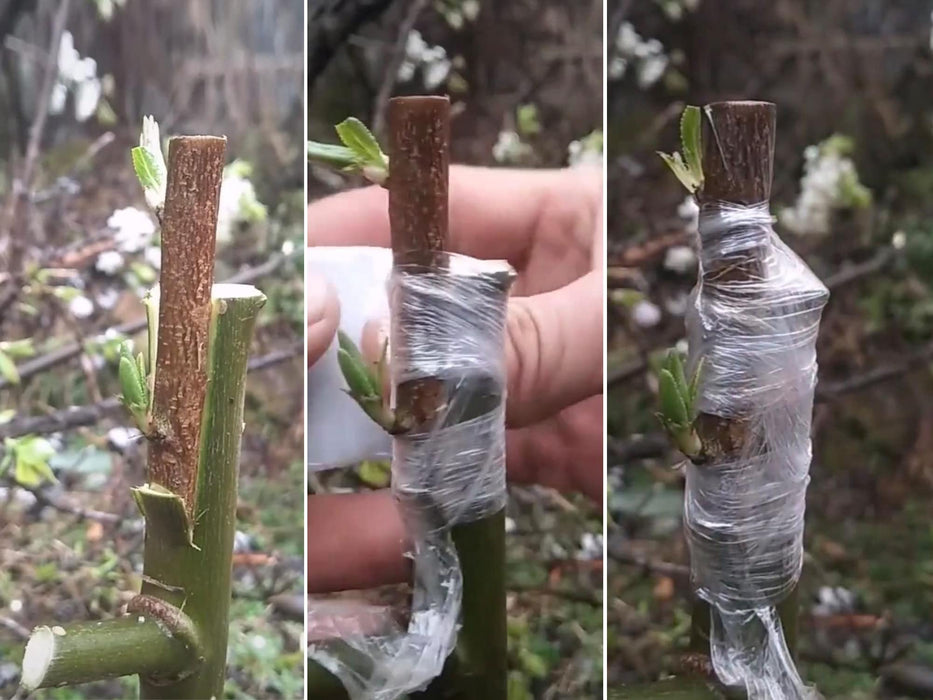PE Self-adhesive Tree Grafting Stretch Film Plants Repair Poly Budding Grafting  Tape 