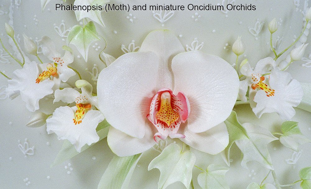 Moth Orchid (Phalaenopsis) Cutter Set by WSA